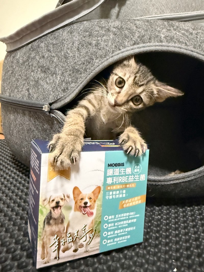 女人知己試用大隊,口碑行銷,部落客行銷,Moegis萌吉 腸道生機專利RBE益生菌,寵物益生菌,專利RBE益生元,專利蔬果酵素,小分子胜肽,藍藻粉,維持免疫力,幫助維持消化道機能,維持正常食慾,改變細菌叢生態,腸胃保健,犬貓適用